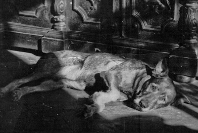 Rex Rex, Guido Felix Brinkmanns dog, circa 1935